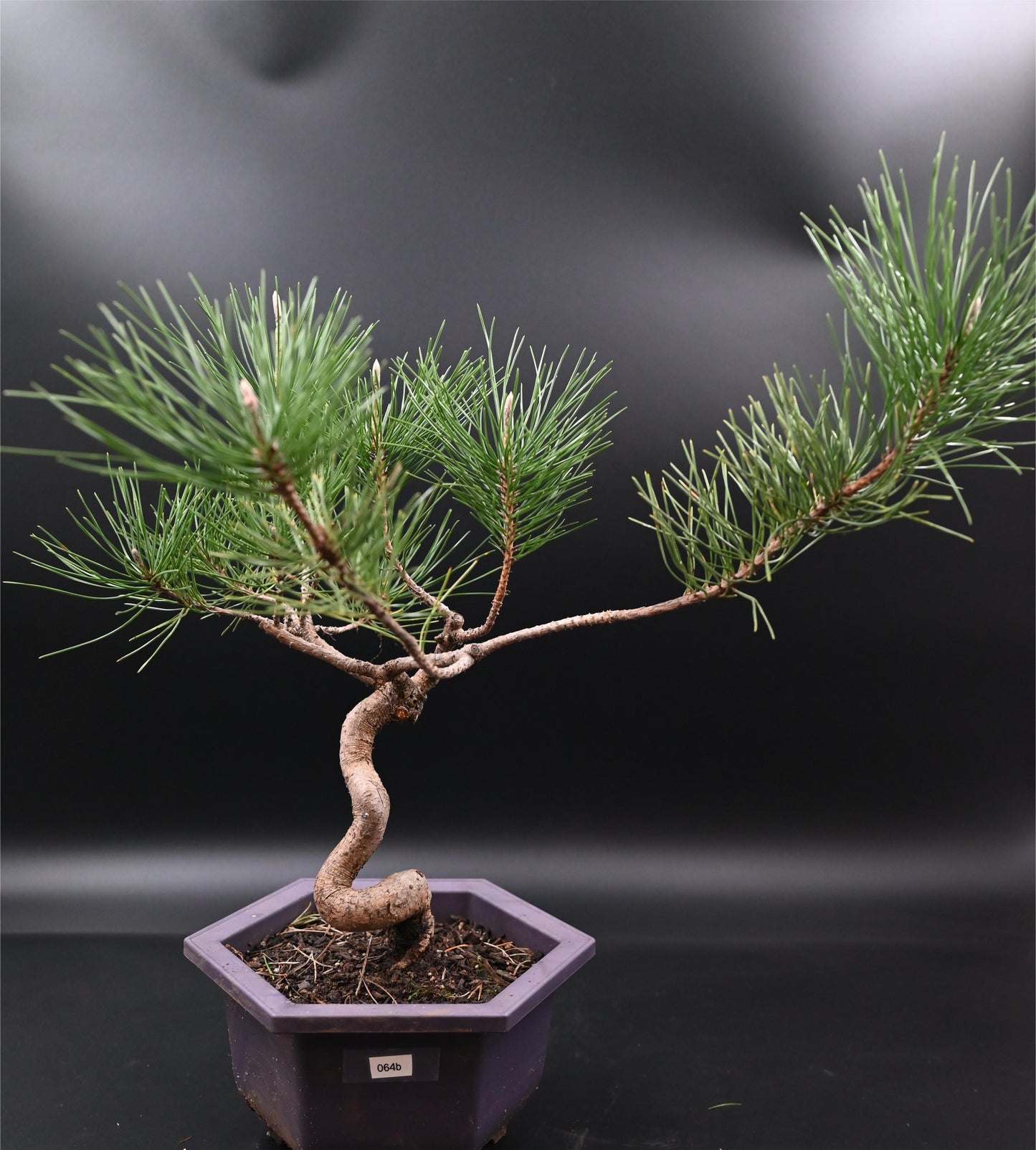 Live Black Pine Outdoor Bonsai Tree ; with Decorative Container same as picture; with nutrition soil