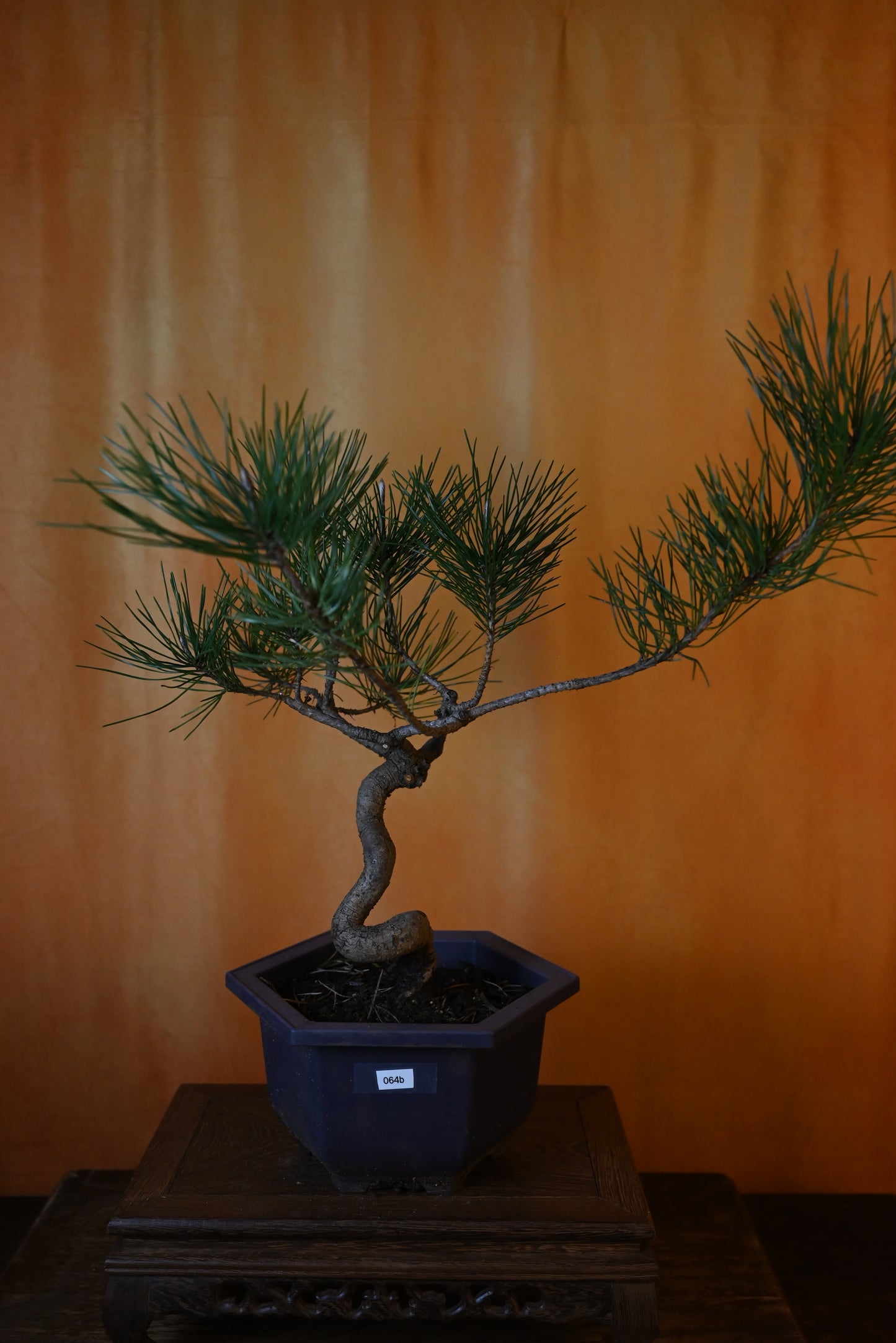 Live Black Pine Outdoor Bonsai Tree ; with Decorative Container same as picture; with nutrition soil