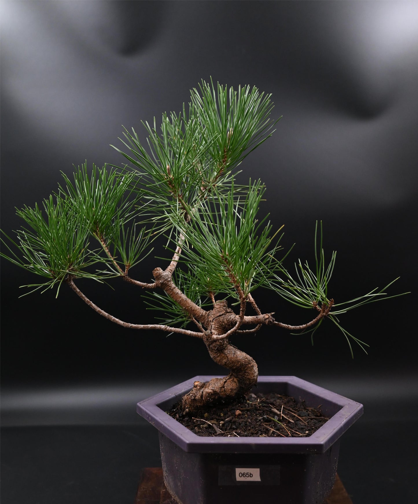 Live Black Pine Outdoor Bonsai Tree ; with Decorative Container same as picture; with nutrition soil (Copy)