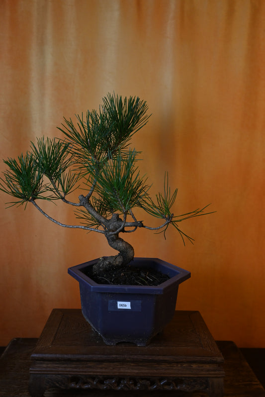 Live Black Pine Outdoor Bonsai Tree ; with Decorative Container same as picture; with nutrition soil (Copy)