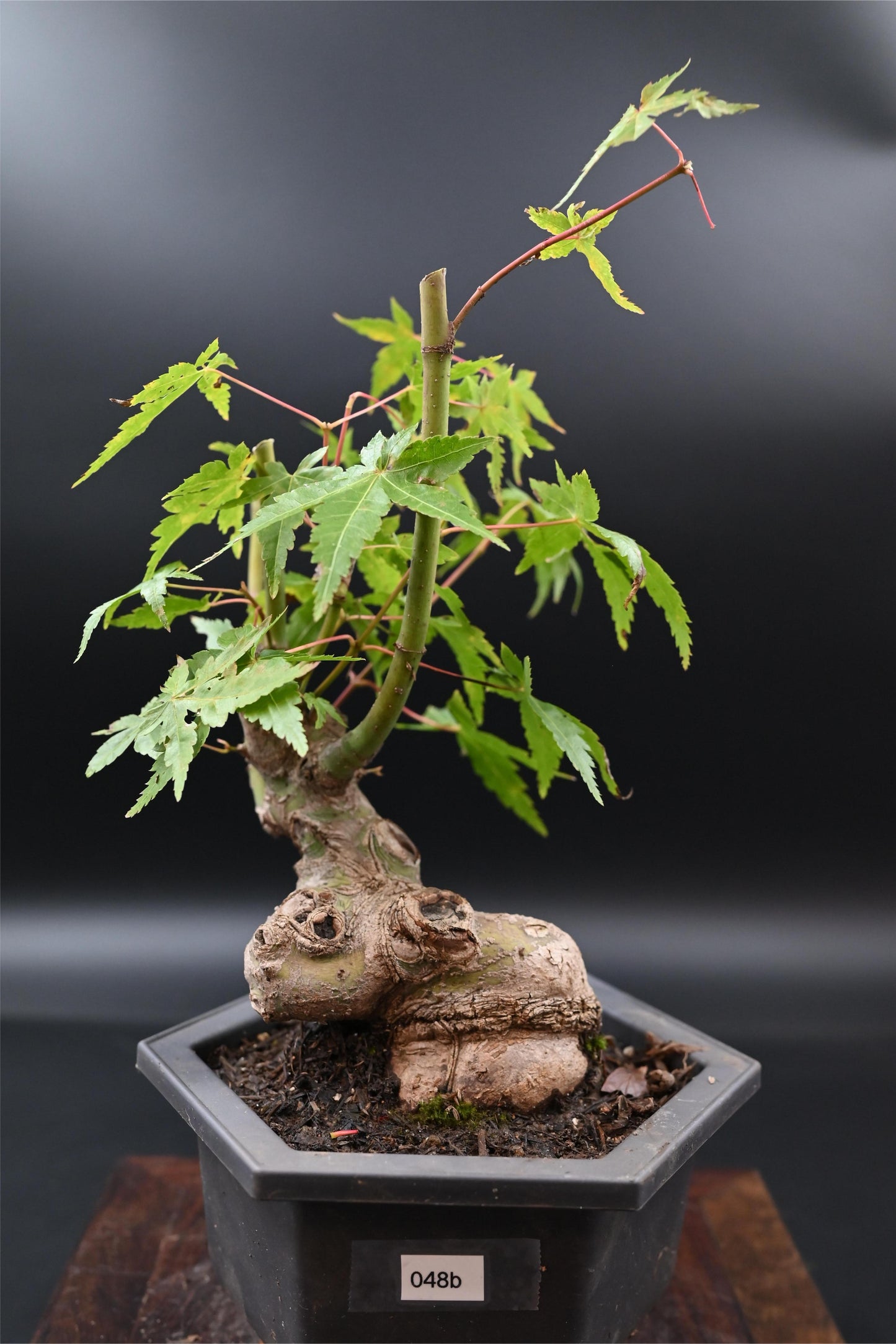 Live Acer Palmatum Outdoor Bonsai Tree; with Decorative Container same as picture