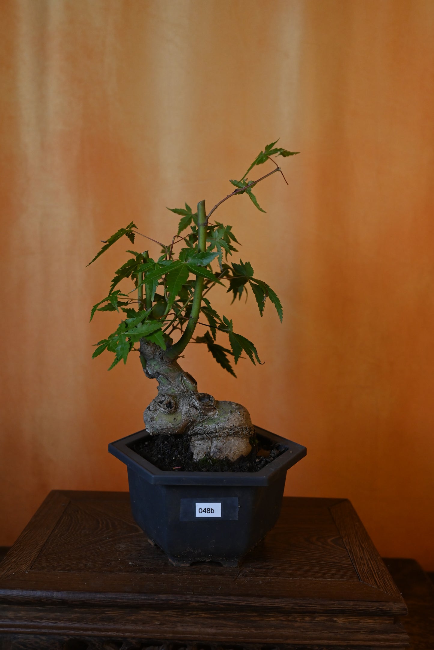 Live Acer Palmatum Outdoor Bonsai Tree; with Decorative Container same as picture