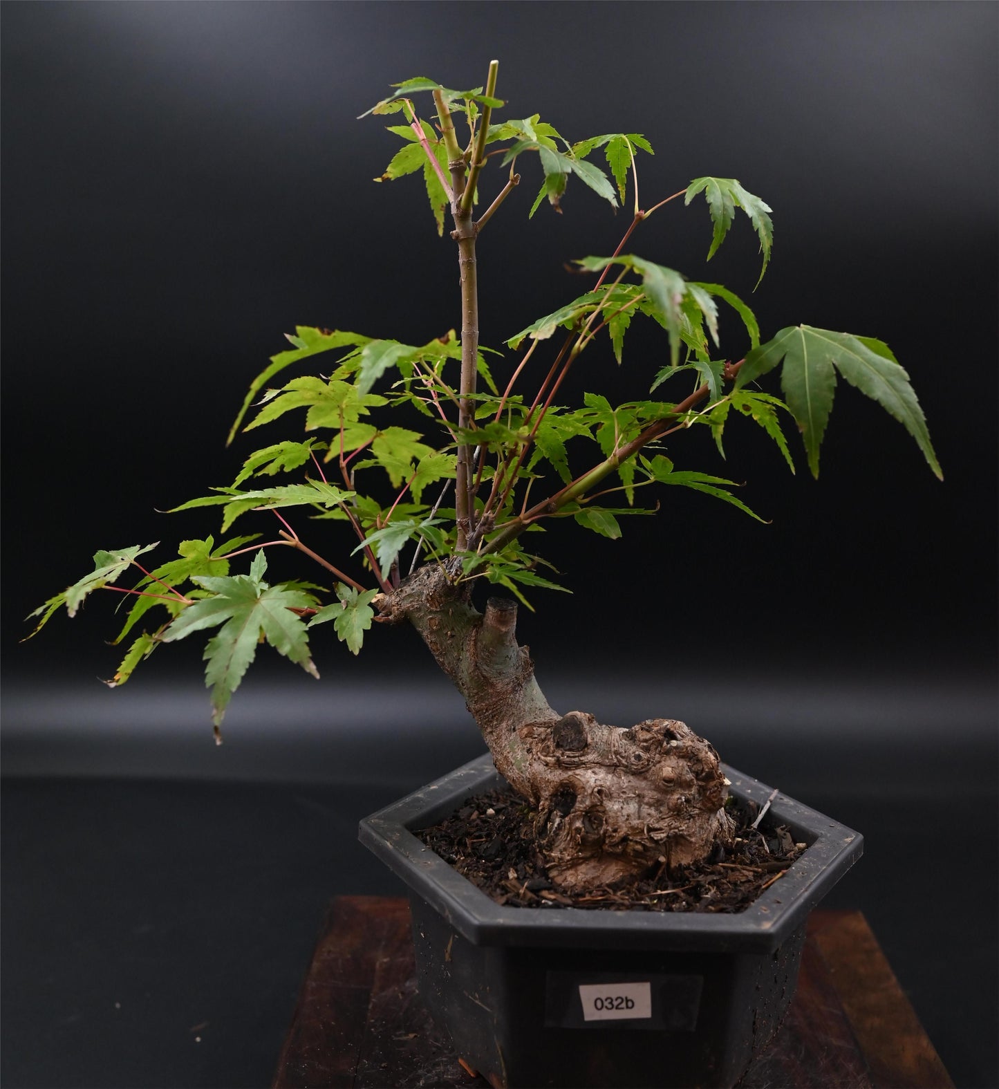 Live Acer Palmatum Outdoor Bonsai Tree; with Decorative Container same as picture