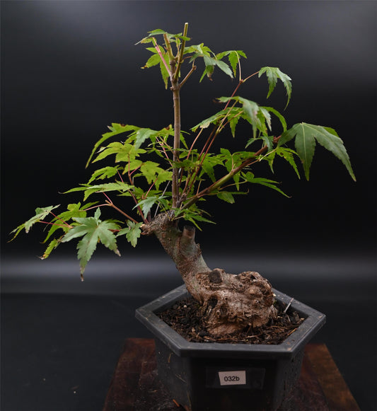 Live Acer Palmatum Outdoor Bonsai Tree; with Decorative Container same as picture