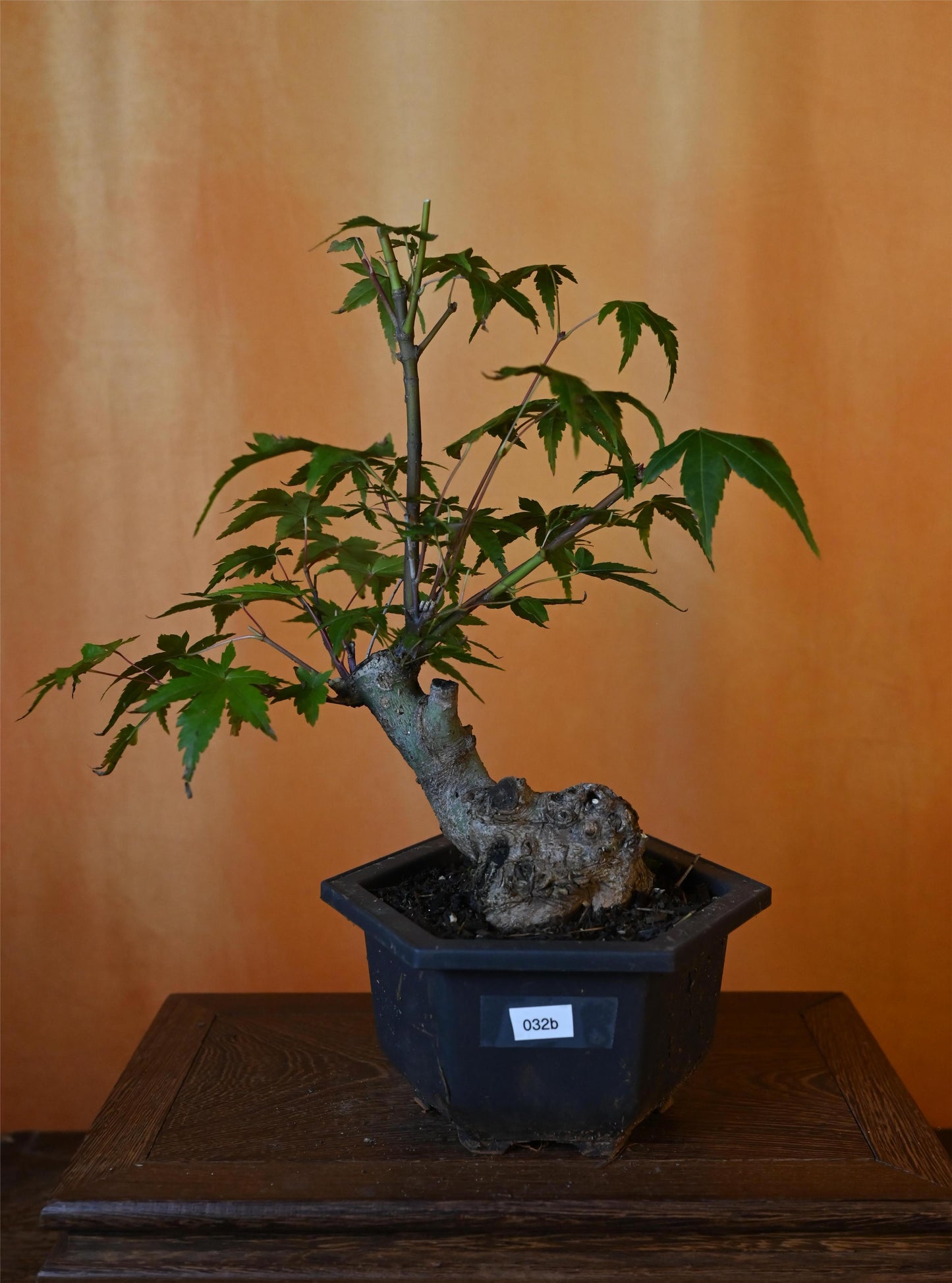 Live Acer Palmatum Outdoor Bonsai Tree; with Decorative Container same as picture