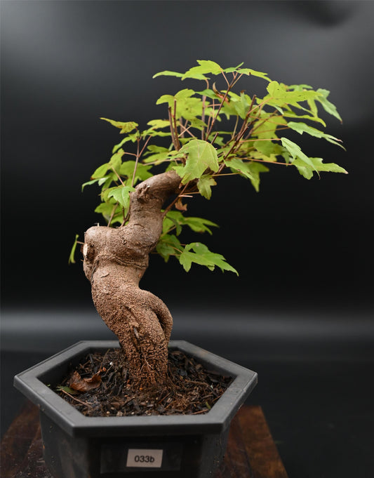 Live Trident Maple Outdoor Bonsai Tree ; with Decorative Container same as picture