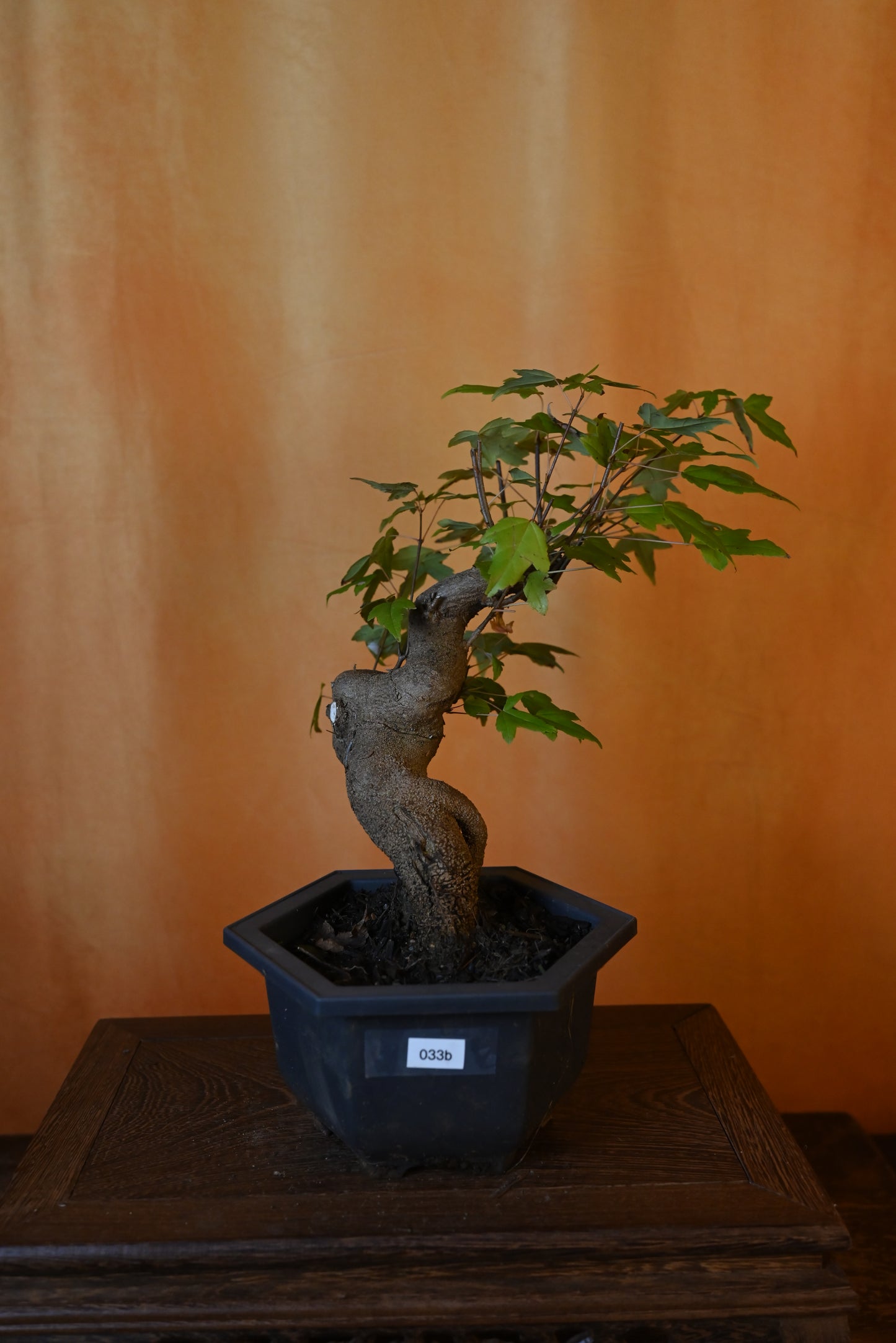 Live Trident Maple Outdoor Bonsai Tree ; with Decorative Container same as picture