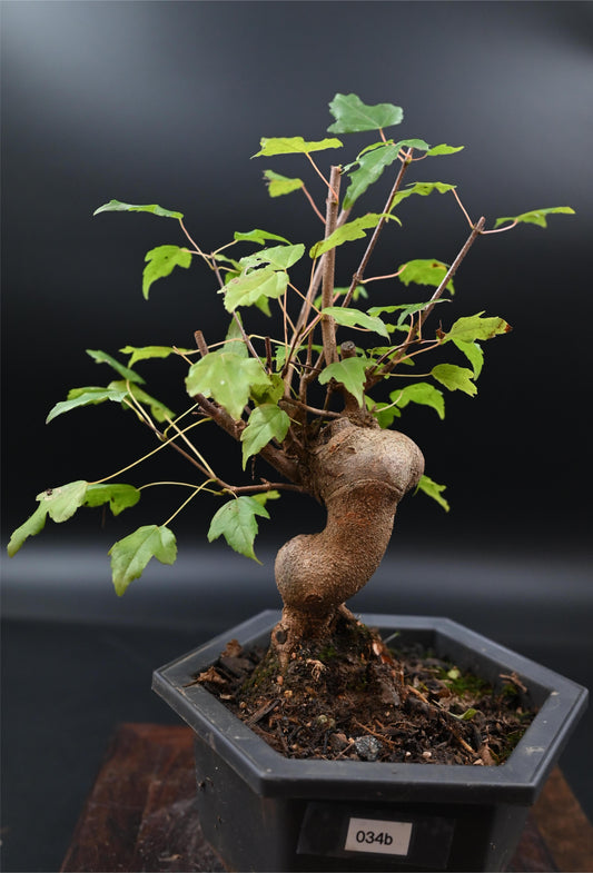 Live Trident Maple Outdoor Bonsai Tree ; with Decorative Container same as picture