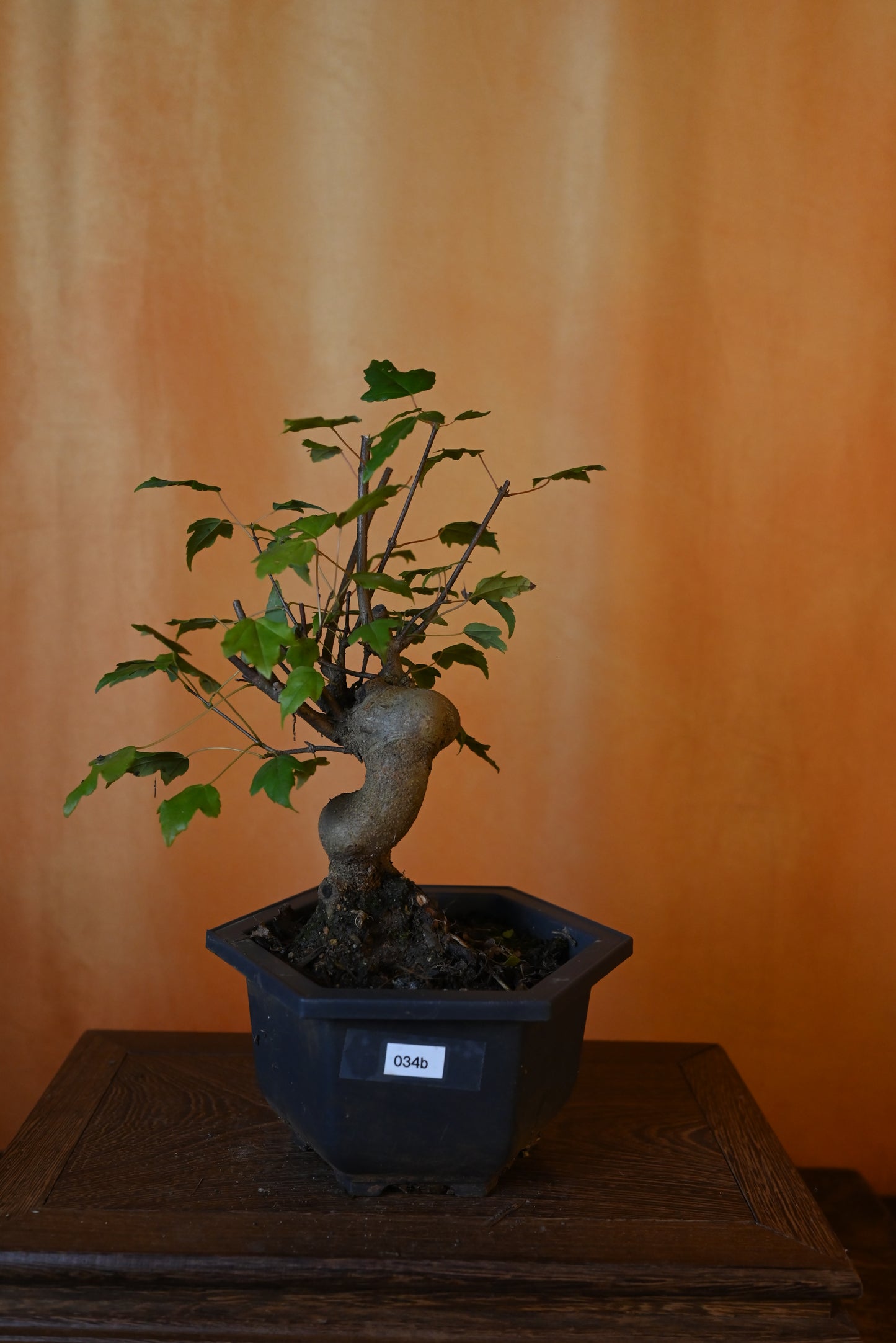 Live Trident Maple Outdoor Bonsai Tree ; with Decorative Container same as picture