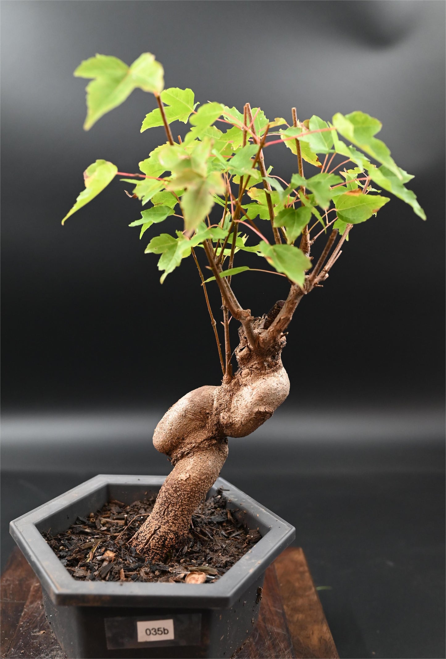 Live Trident Maple Outdoor Bonsai Tree ; with Decorative Container same as picture