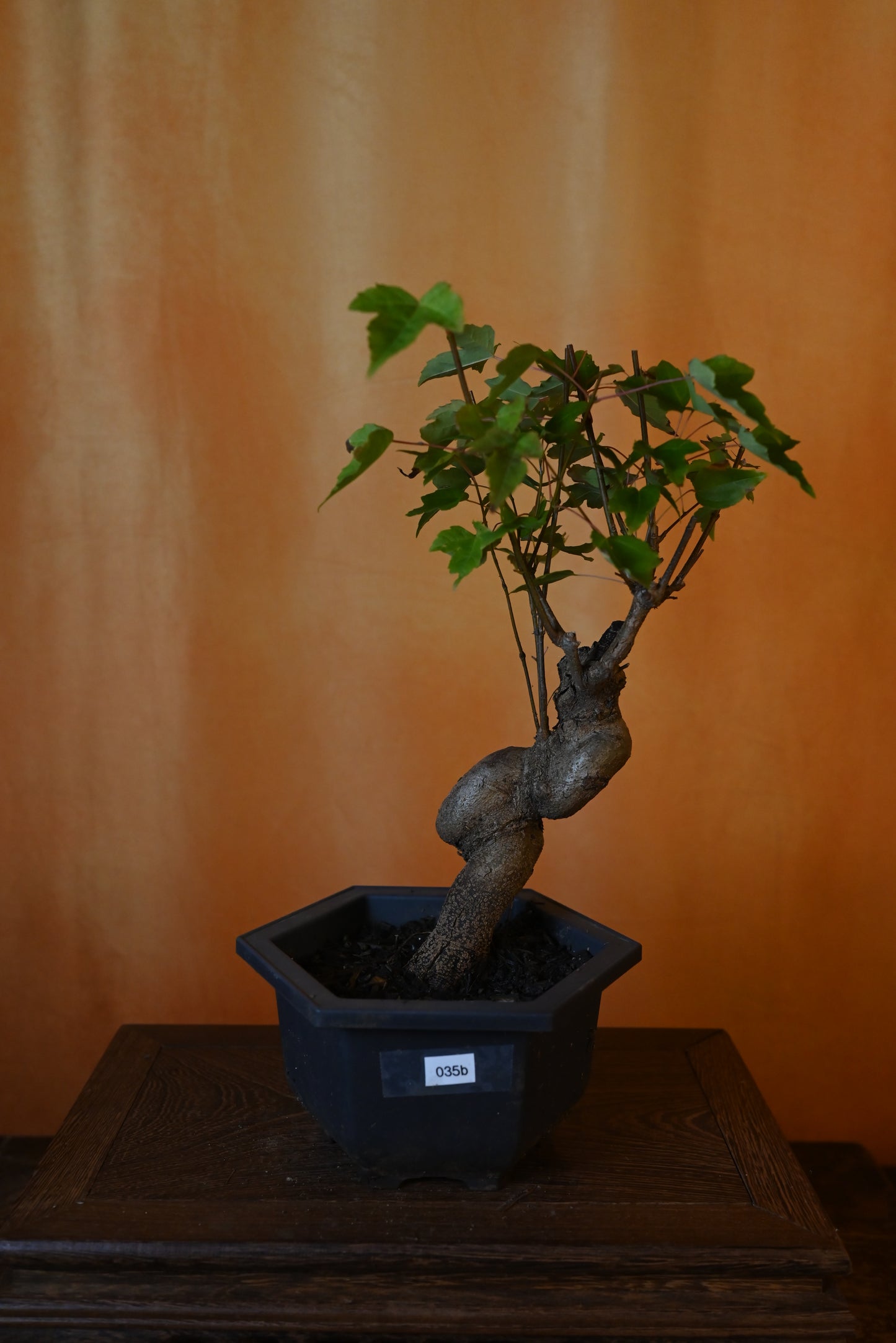 Live Trident Maple Outdoor Bonsai Tree ; with Decorative Container same as picture