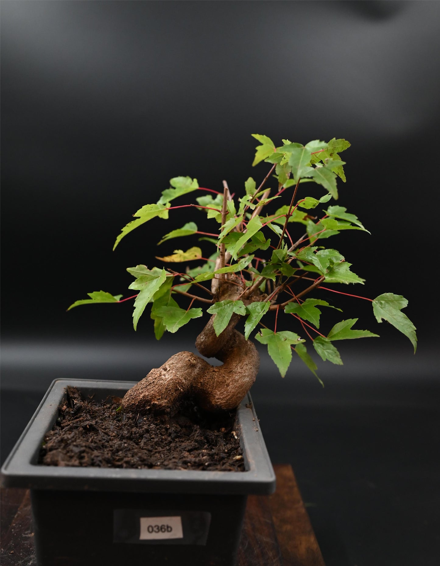 Live Trident Maple Outdoor Bonsai Tree ; with Decorative Container same as picture