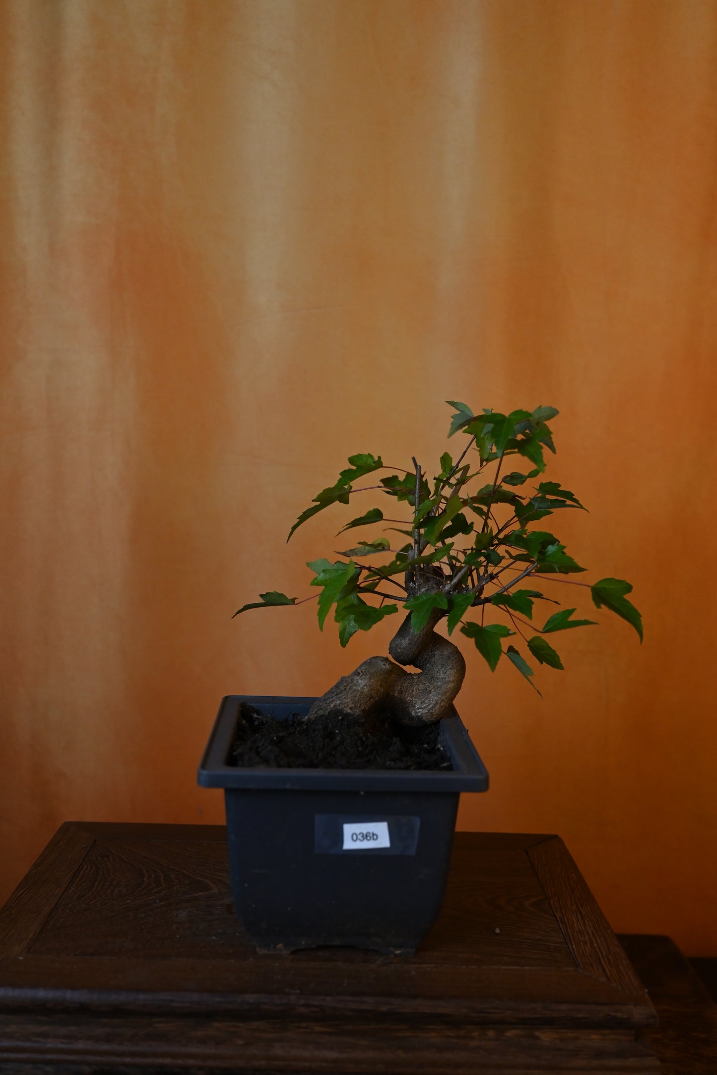 Live Trident Maple Outdoor Bonsai Tree ; with Decorative Container same as picture