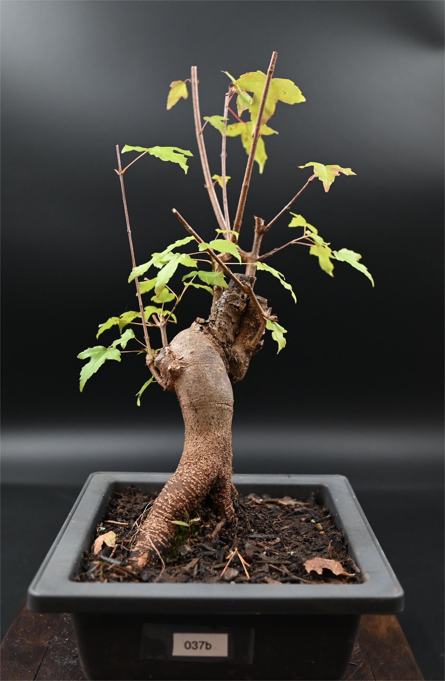 Live Trident Maple Outdoor Bonsai Tree ; with Decorative Container same as picture