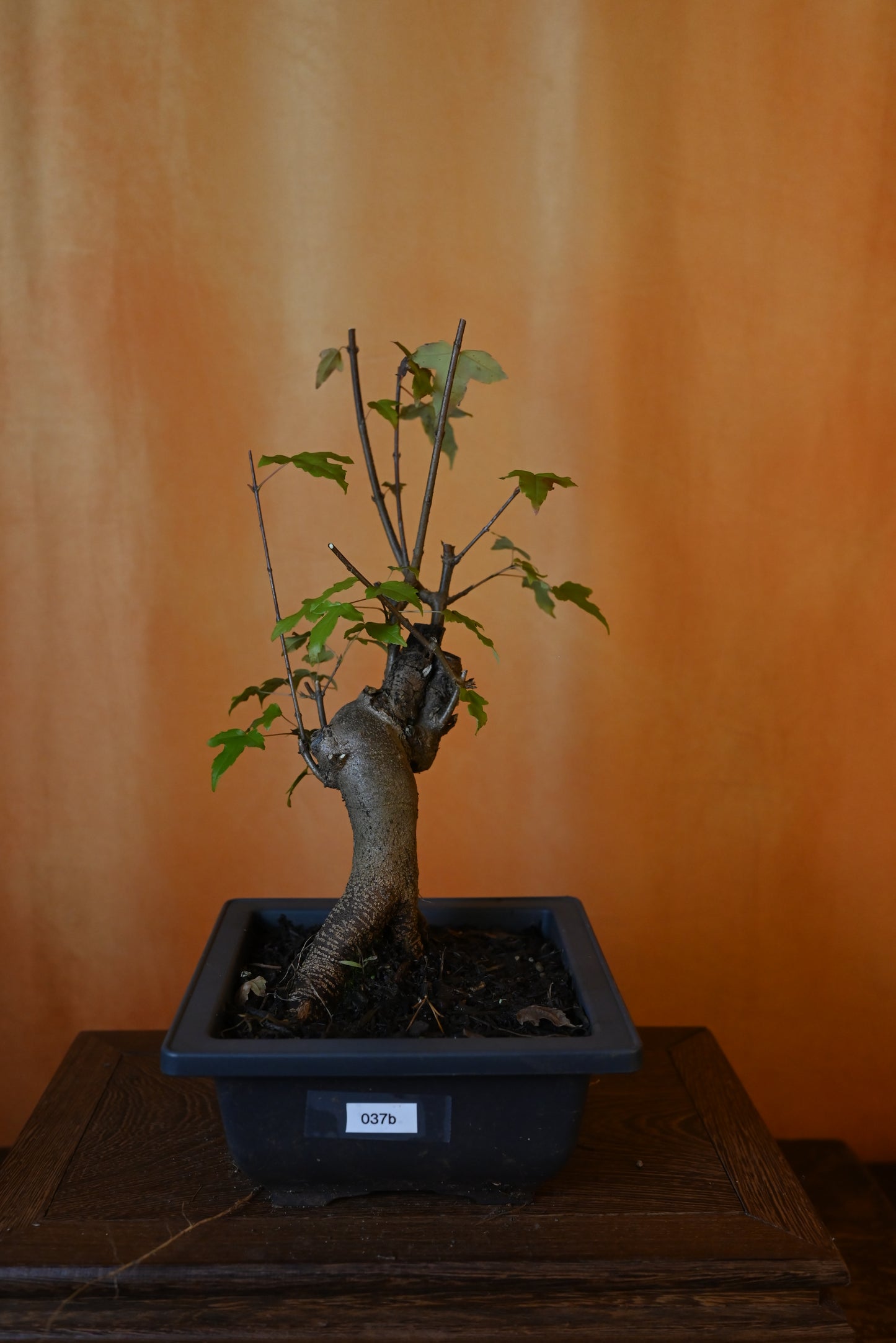 Live Trident Maple Outdoor Bonsai Tree ; with Decorative Container same as picture