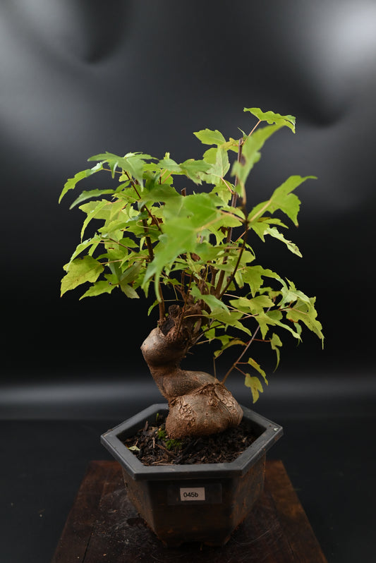 Live Trident Maple Outdoor Bonsai Tree ; with Decorative Container same as picture