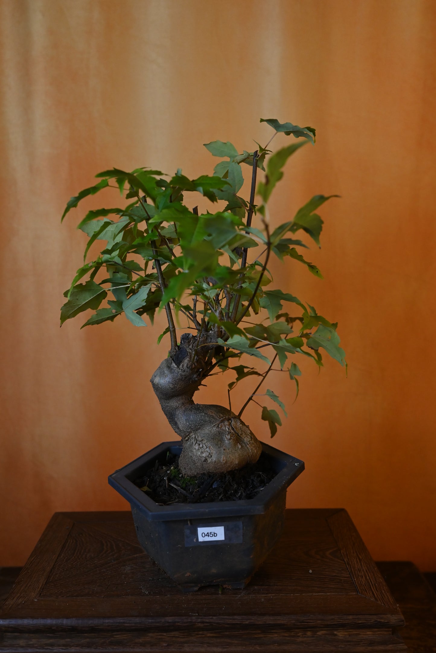 Live Trident Maple Outdoor Bonsai Tree ; with Decorative Container same as picture