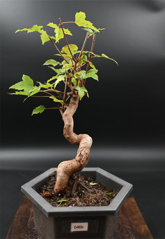 Live Trident Maple Outdoor Bonsai Tree ; with Decorative Container same as picture