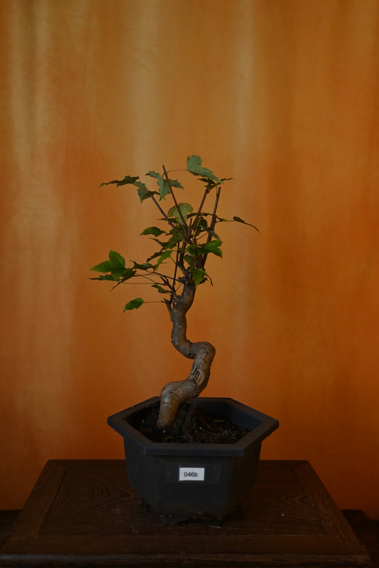 Live Trident Maple Outdoor Bonsai Tree ; with Decorative Container same as picture