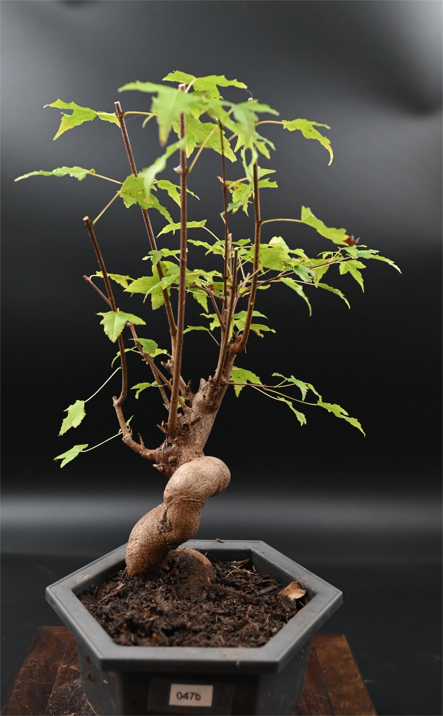 Live Trident Maple Outdoor Bonsai Tree ; with Decorative Container same as picture