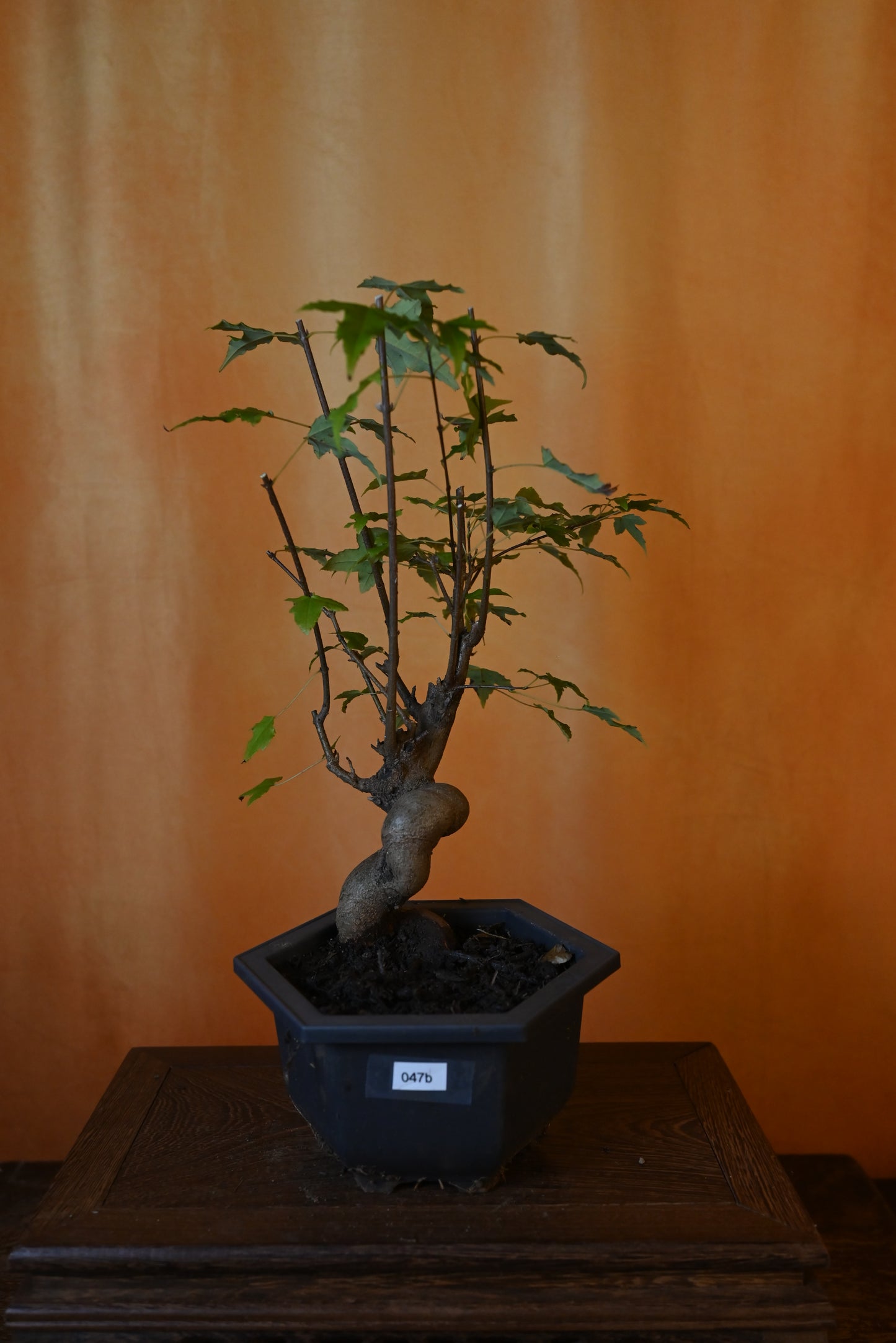 Live Trident Maple Outdoor Bonsai Tree ; with Decorative Container same as picture