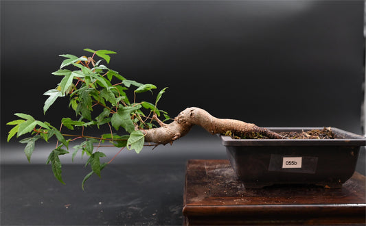 Live Trident Maple Outdoor Bonsai Tree ; with Decorative Container same as picture