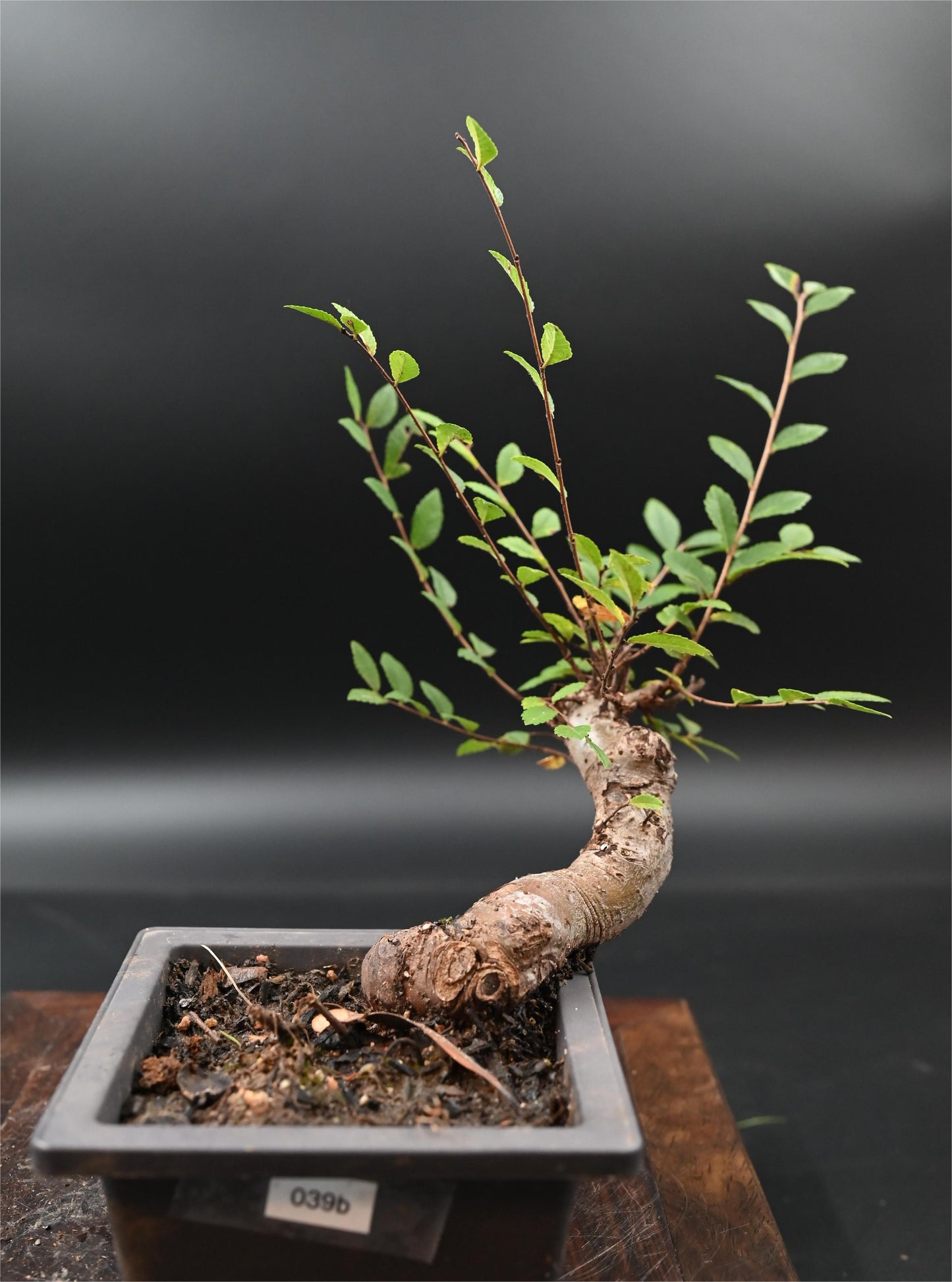 Live Chinese Elm Outdoor Bonsai Tree ; with Decorative Container same as picture; with nutrition soil