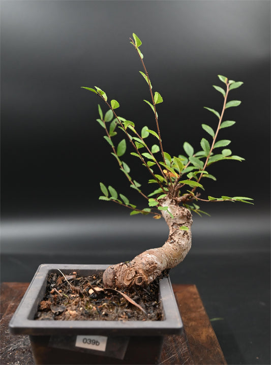 Live Chinese Elm Outdoor Bonsai Tree ; with Decorative Container same as picture; with nutrition soil