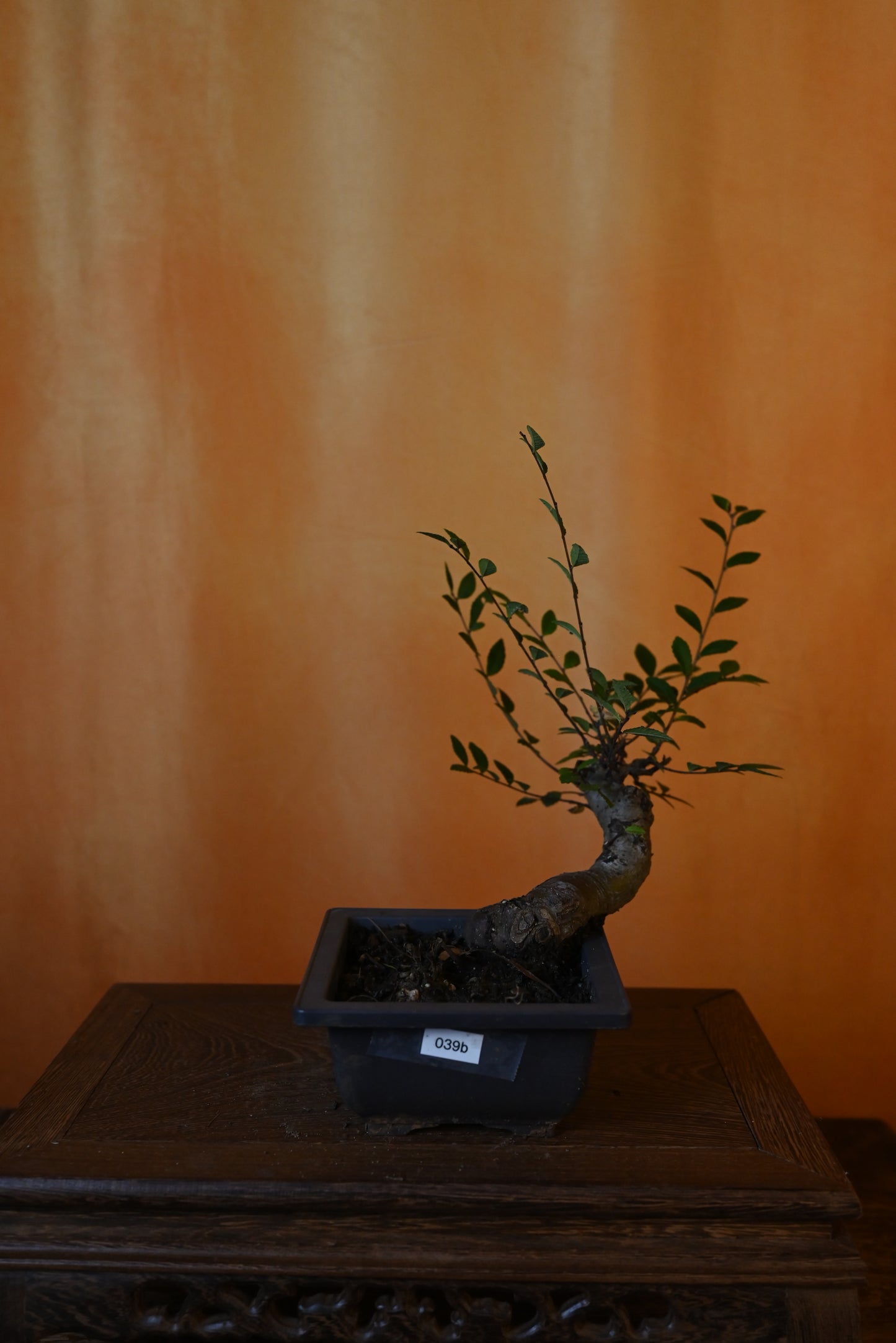 Live Chinese Elm Outdoor Bonsai Tree ; with Decorative Container same as picture; with nutrition soil