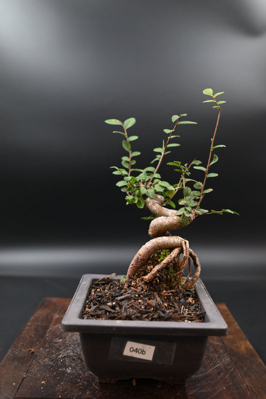 Live Chinese Elm Outdoor Bonsai Tree ; with Decorative Container same as picture; with nutrition soil