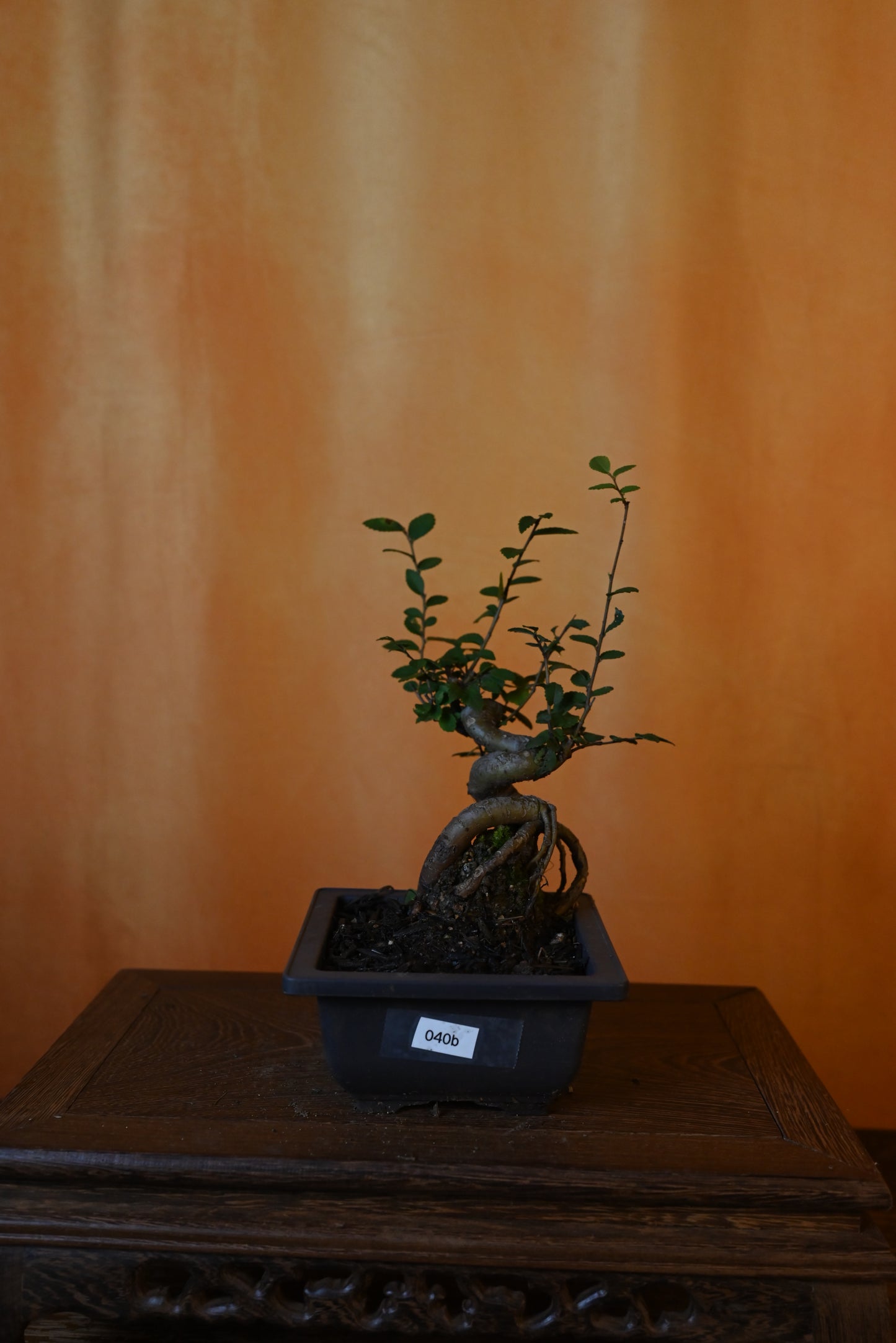 Live Chinese Elm Outdoor Bonsai Tree ; with Decorative Container same as picture; with nutrition soil