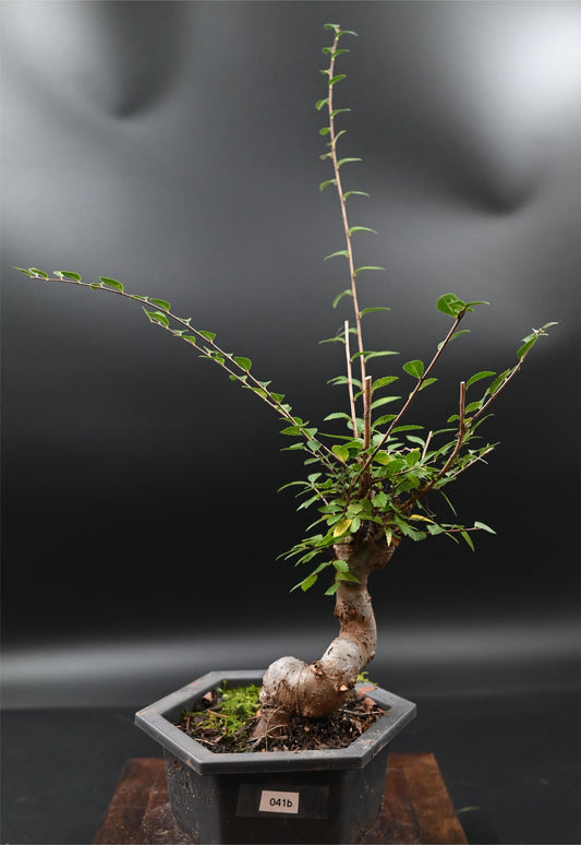 Live Chinese Elm Outdoor Bonsai Tree ; with Decorative Container same as picture; with nutrition soil