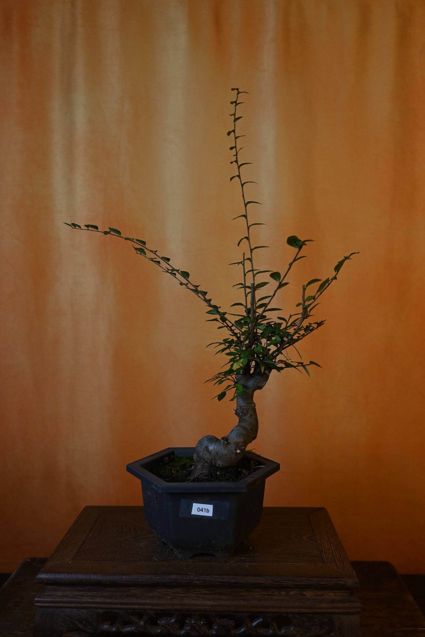 Live Chinese Elm Outdoor Bonsai Tree ; with Decorative Container same as picture; with nutrition soil