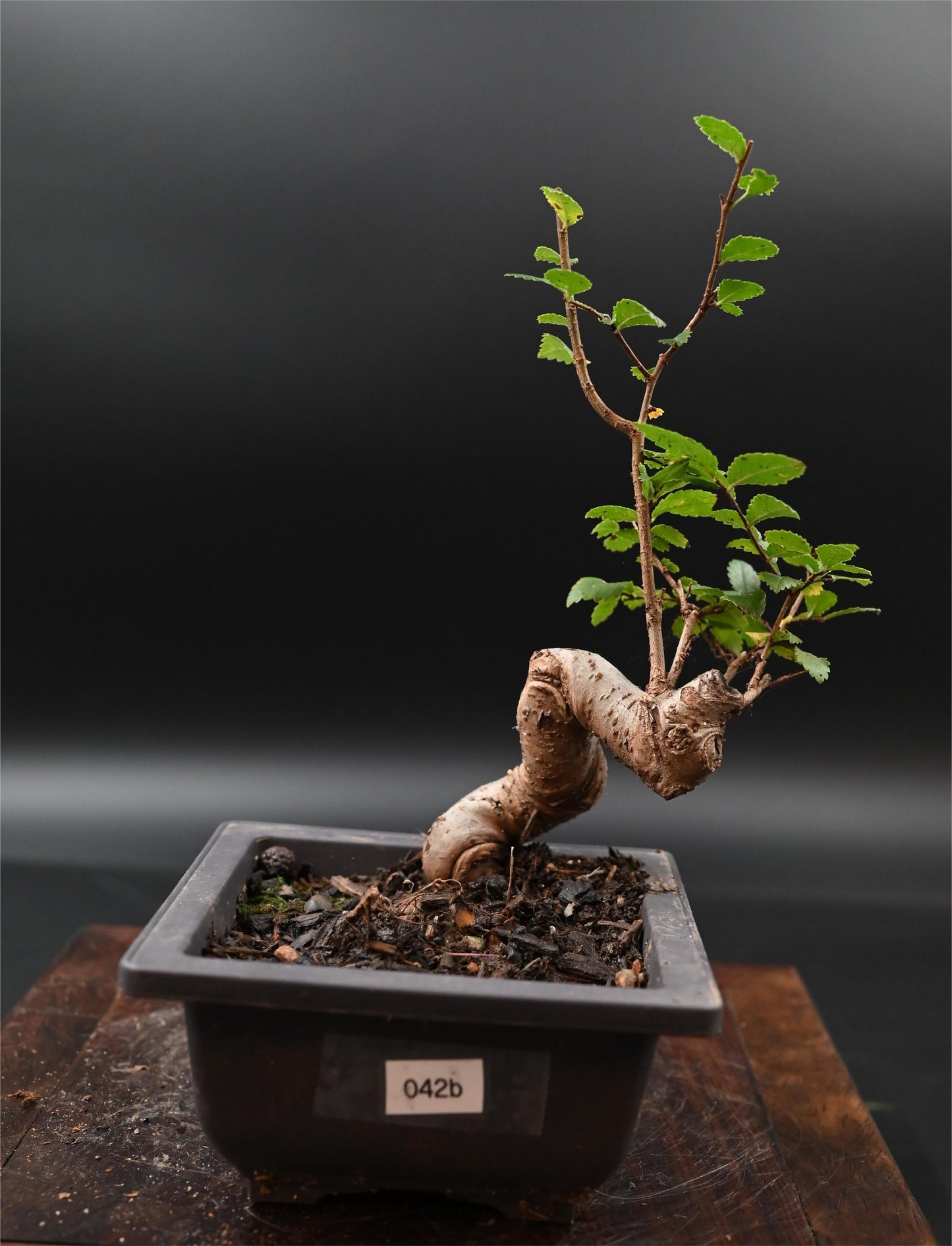 Live Chinese Elm Outdoor Bonsai Tree ; with Decorative Container same as picture; with nutrition soil