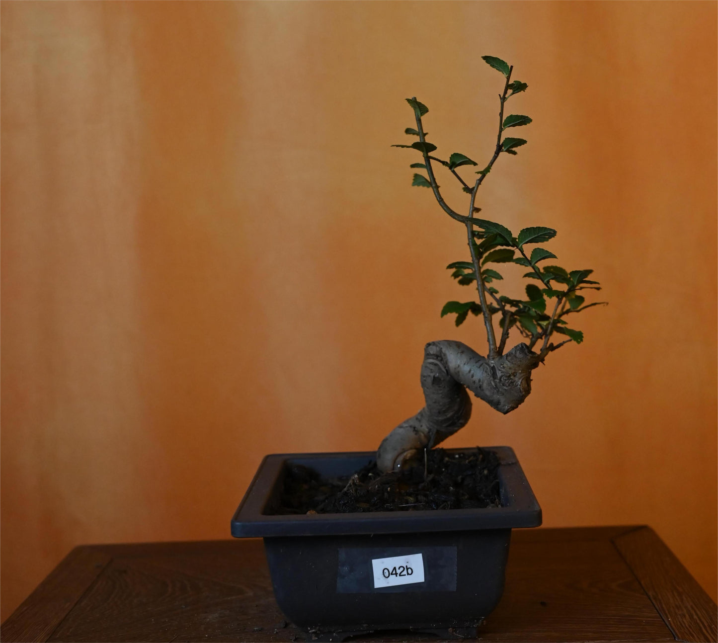 Live Chinese Elm Outdoor Bonsai Tree ; with Decorative Container same as picture; with nutrition soil