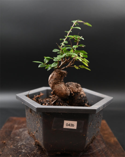 Live Chinese Elm Outdoor Bonsai Tree ; with Decorative Container same as picture; with nutrition soil