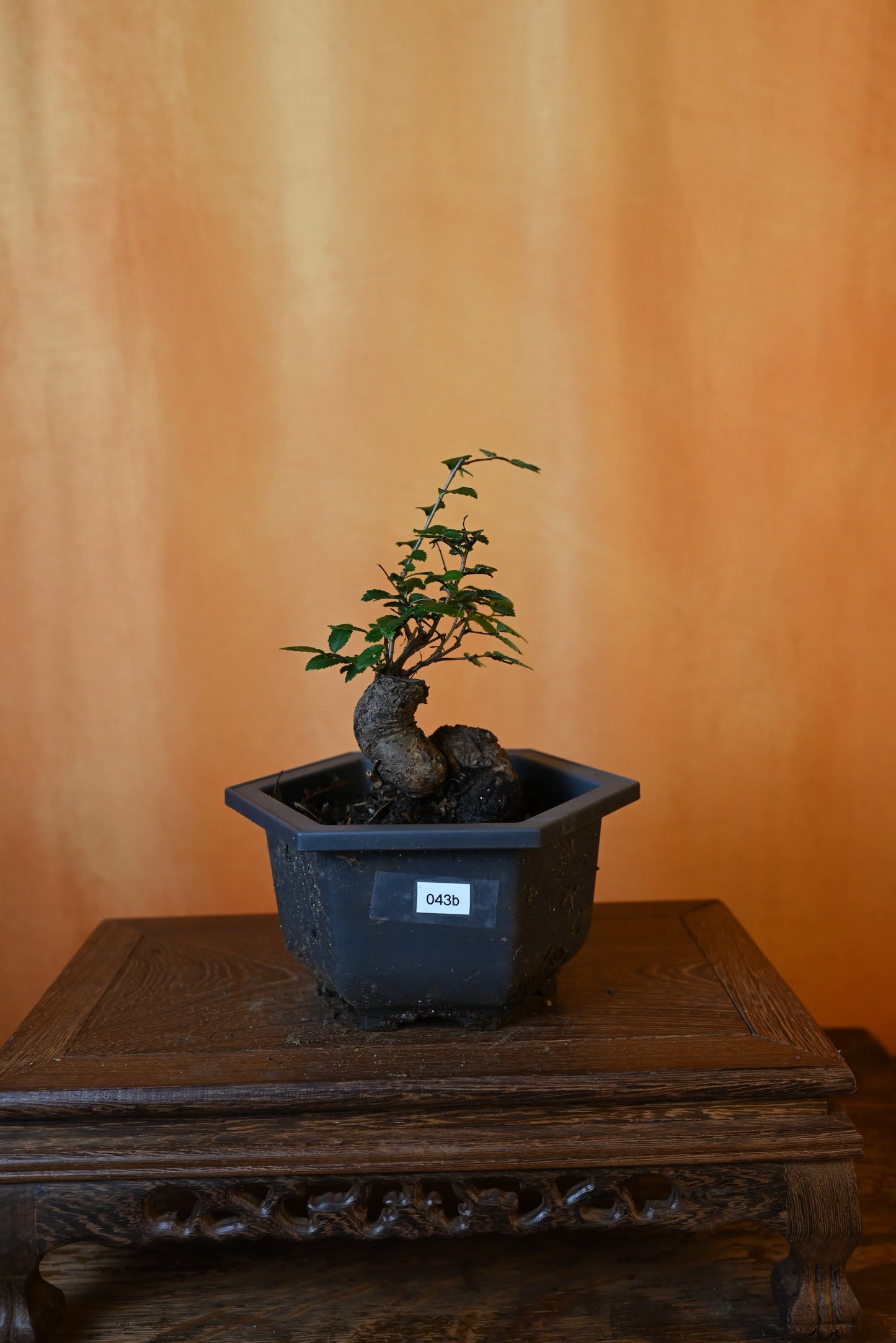 Live Chinese Elm Outdoor Bonsai Tree ; with Decorative Container same as picture; with nutrition soil