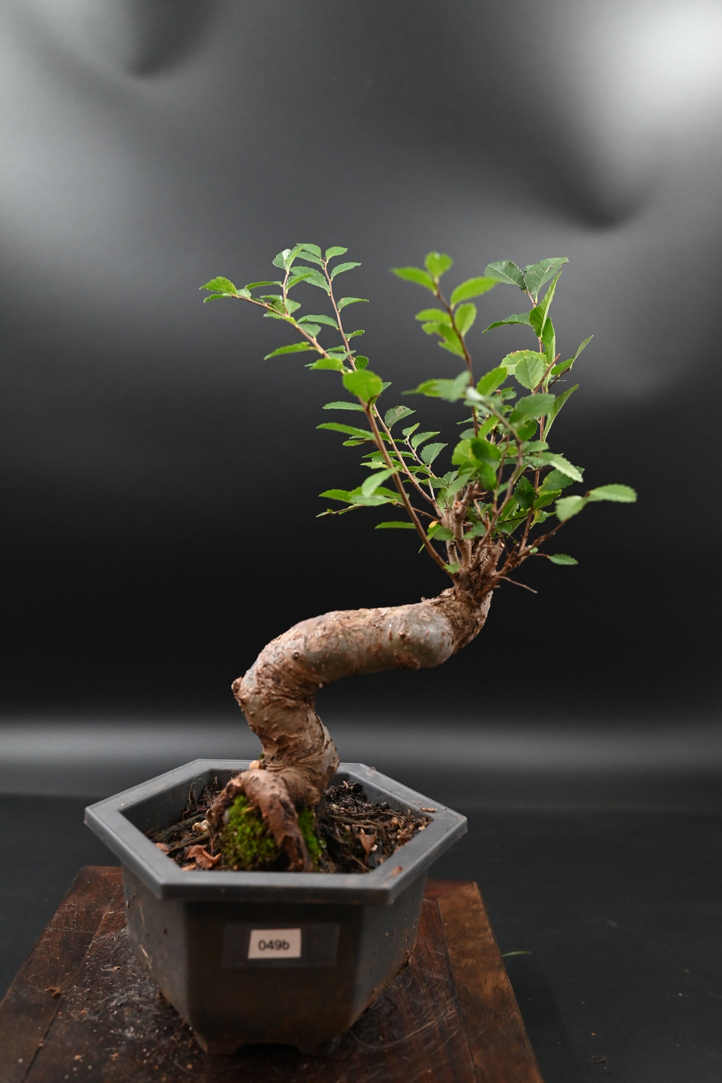 Live Chinese Elm Outdoor Bonsai Tree ; with Decorative Container same as picture; with nutrition soil