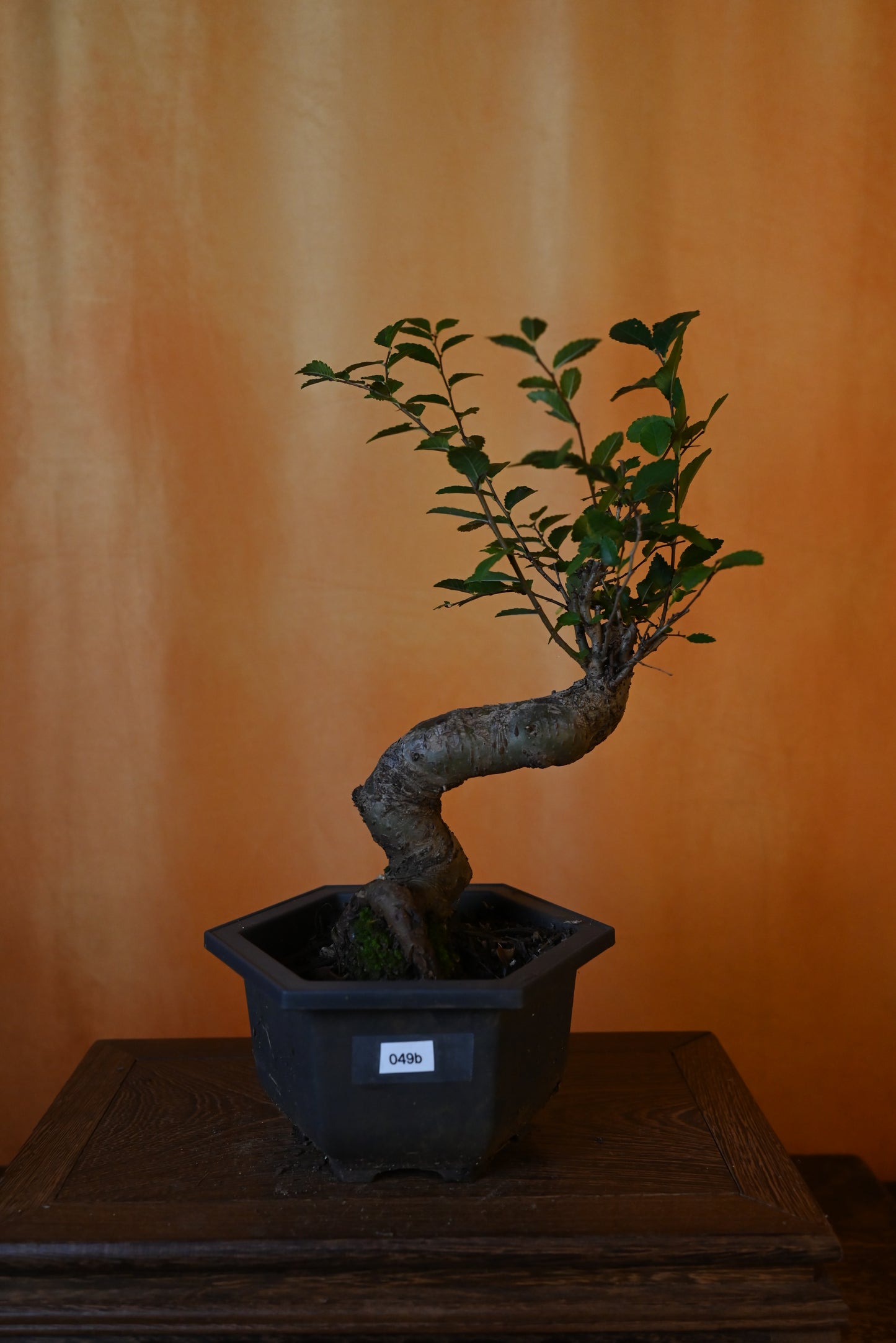 Live Chinese Elm Outdoor Bonsai Tree ; with Decorative Container same as picture; with nutrition soil