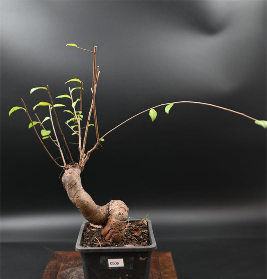 Live Chinese Elm Outdoor Bonsai Tree ; with Decorative Container same as picture; with nutrition soil