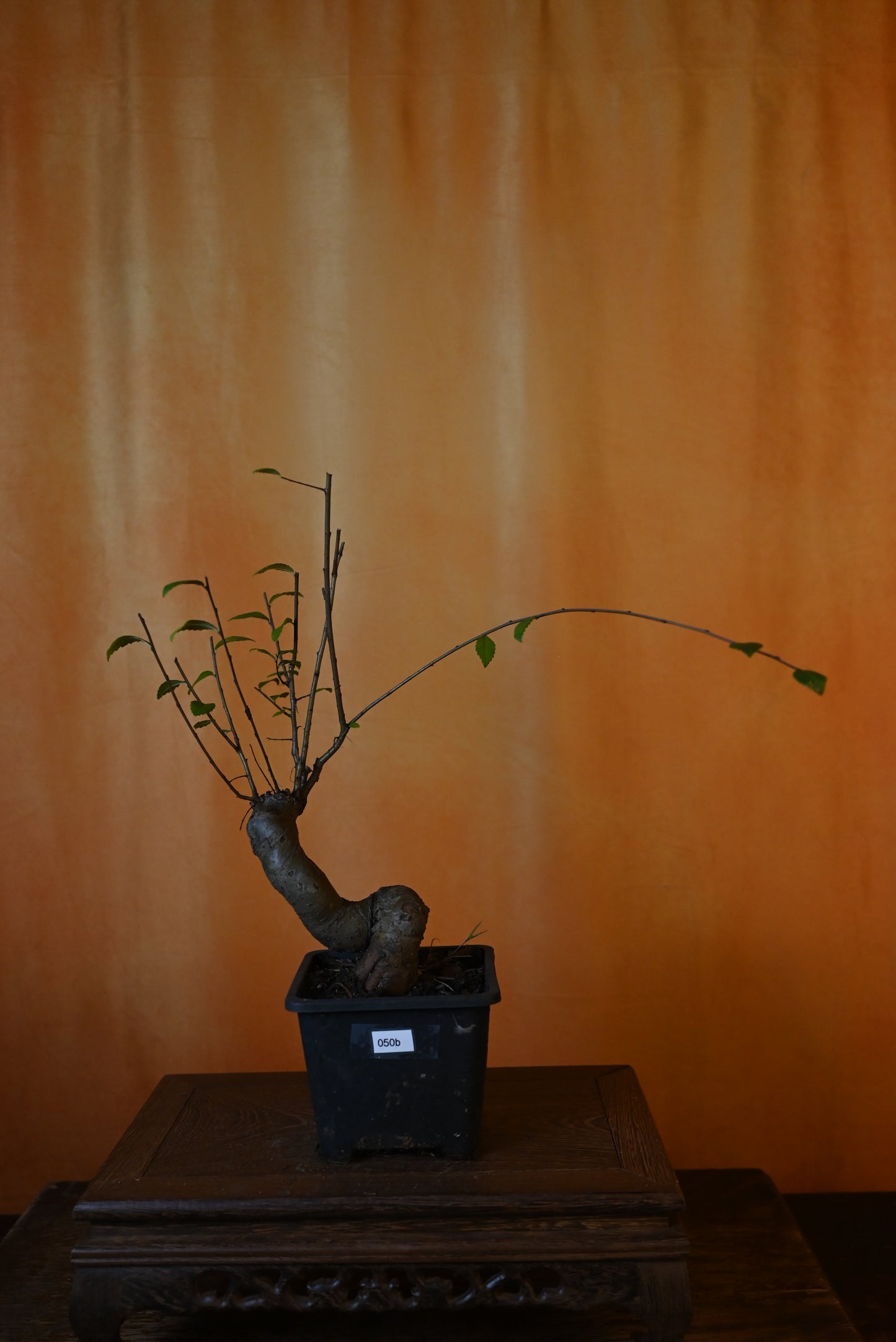 Live Chinese Elm Outdoor Bonsai Tree ; with Decorative Container same as picture; with nutrition soil