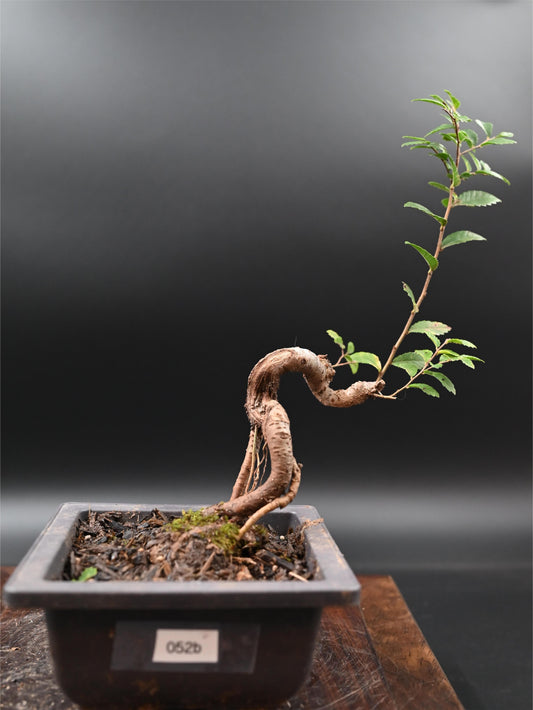 Live Chinese Elm Outdoor Bonsai Tree ; with Decorative Container same as picture; with nutrition soil