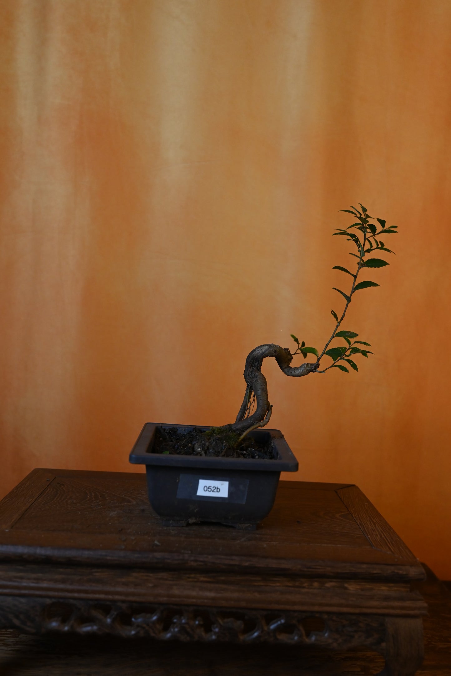 Live Chinese Elm Outdoor Bonsai Tree ; with Decorative Container same as picture; with nutrition soil