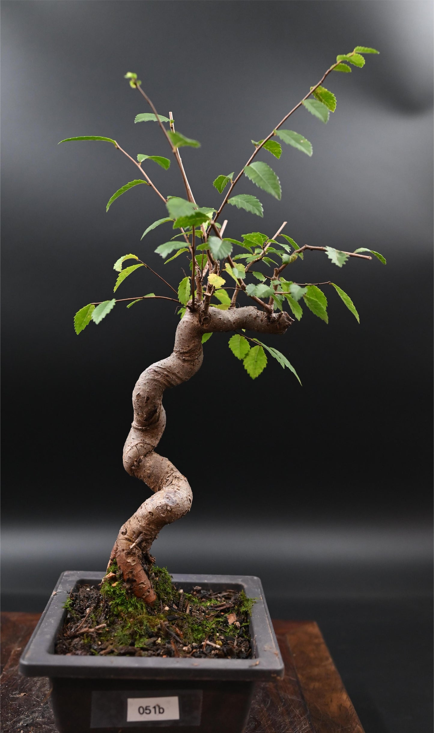 Live Chinese Elm Outdoor Bonsai Tree ; with Decorative Container same as picture; with nutrition soil