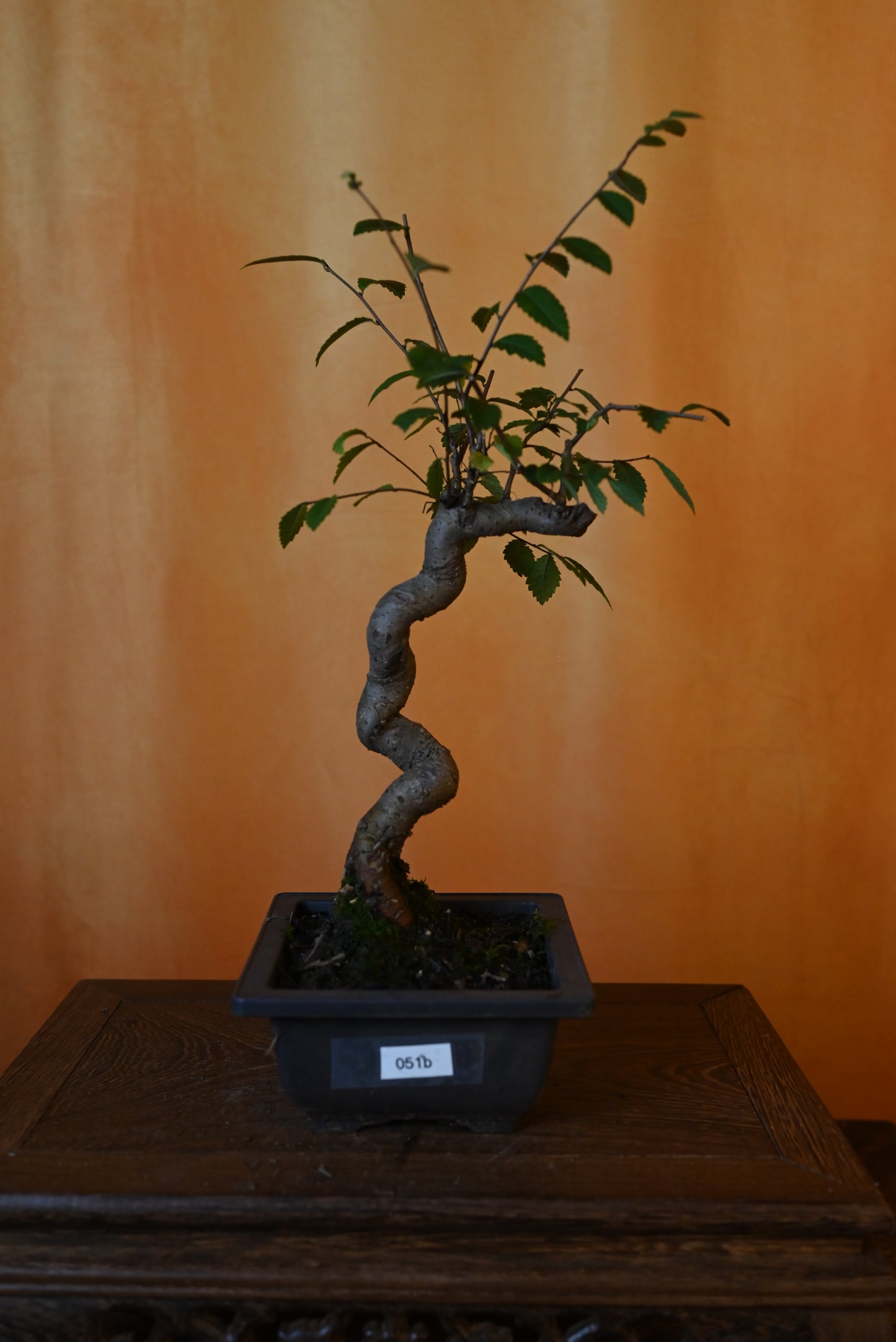 Live Chinese Elm Outdoor Bonsai Tree ; with Decorative Container same as picture; with nutrition soil