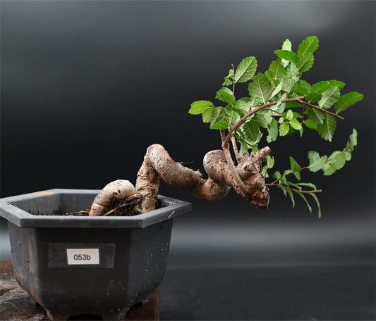 Live Chinese Elm Outdoor Bonsai Tree ; with Decorative Container same as picture; with nutrition soil