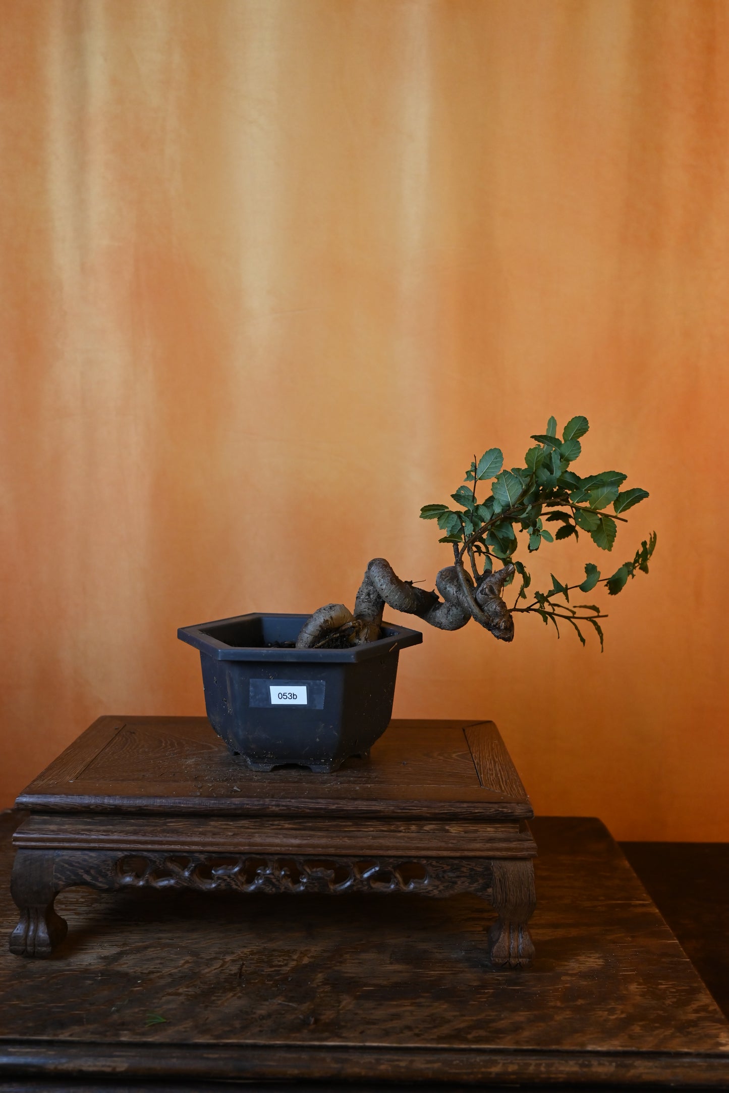 Live Chinese Elm Outdoor Bonsai Tree ; with Decorative Container same as picture; with nutrition soil