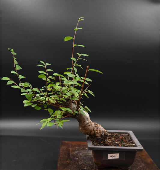 Live Chinese Elm Outdoor Bonsai Tree ; with Decorative Container same as picture; with nutrition soil