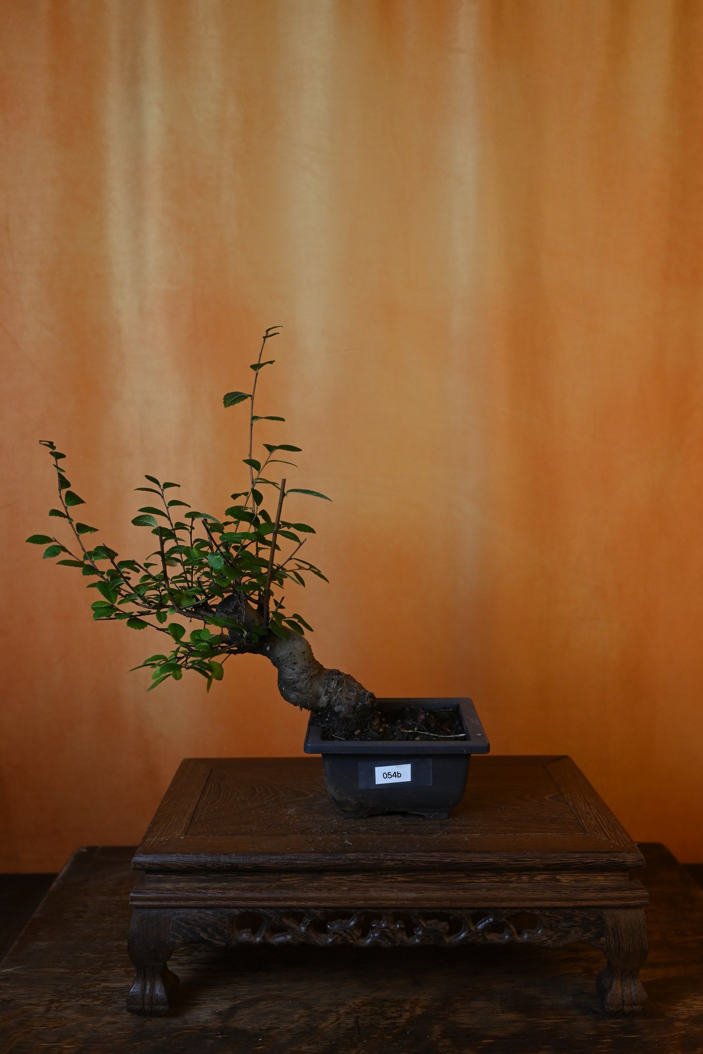 Live Chinese Elm Outdoor Bonsai Tree ; with Decorative Container same as picture; with nutrition soil