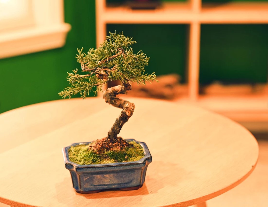 Ceramic Aesthetic Bonsai Pot (Displayed Tree Not Included)